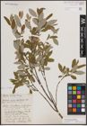 Foto von Salix athabascensis Raup
